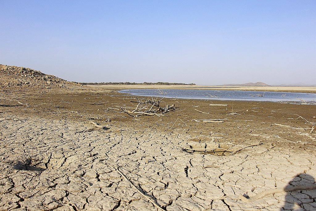 Agricultores de Sechura, Medio y Bajo Piura temen que el agua no llegue a sus cultivos debido a distribución concentrada