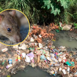 Piura en alerta: leptospirosis deja tres muertos y dengue supera los 1.300 casos en la región