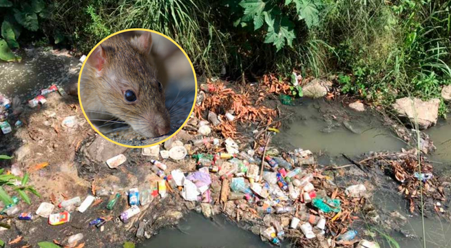 Piura en alerta: leptospirosis deja tres muertos y dengue supera los 1.300 casos en la región