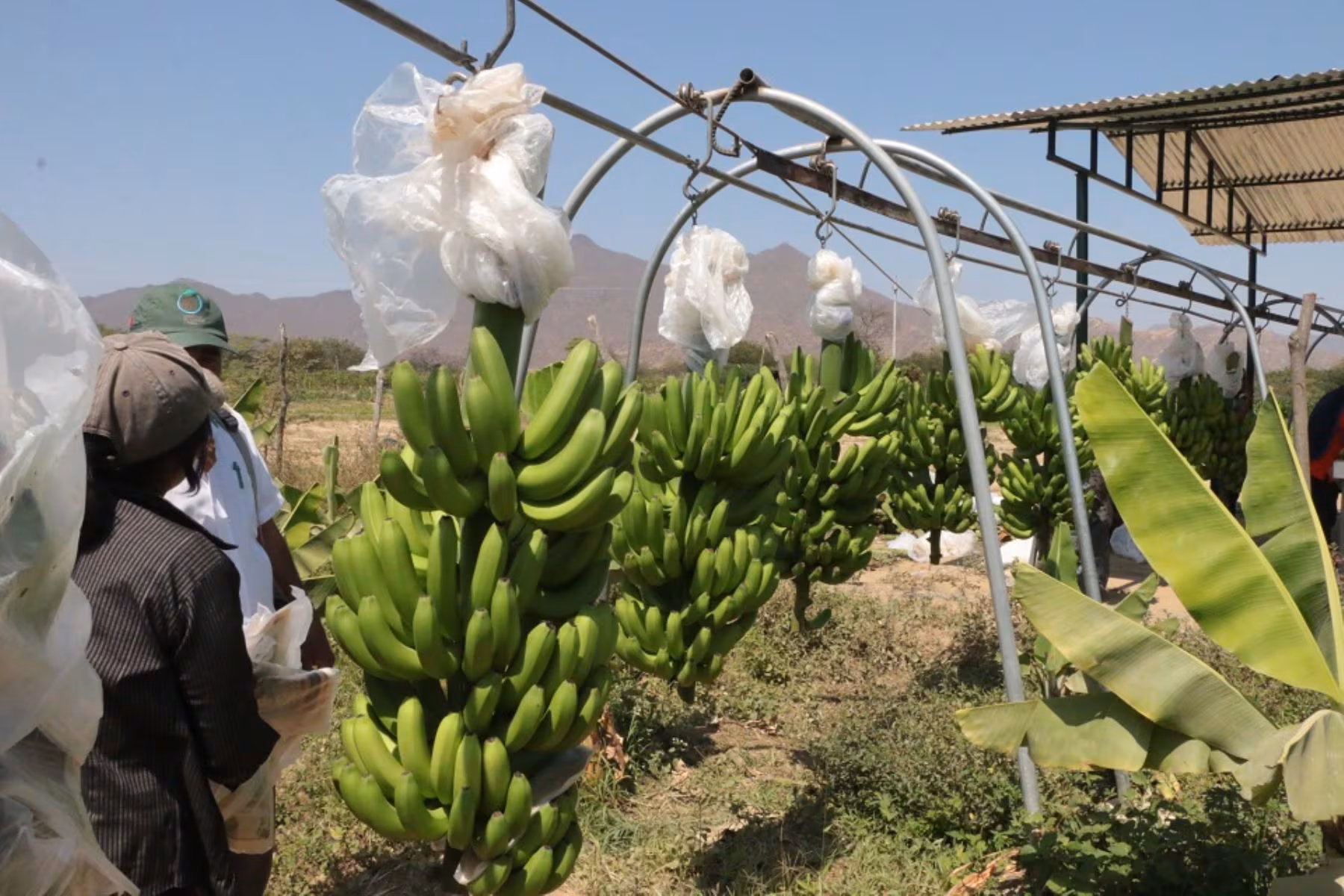 Piura: El Niño Costero podría acelerar expansión del Fusarium que ya devastó más de 2.000 hectáreas de banano orgánico