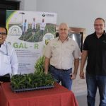 Hito agrícola en Piura: presentan GAL-R, la primera variedad de banano cavendish resistente al mortal hongo fusarium raza 4