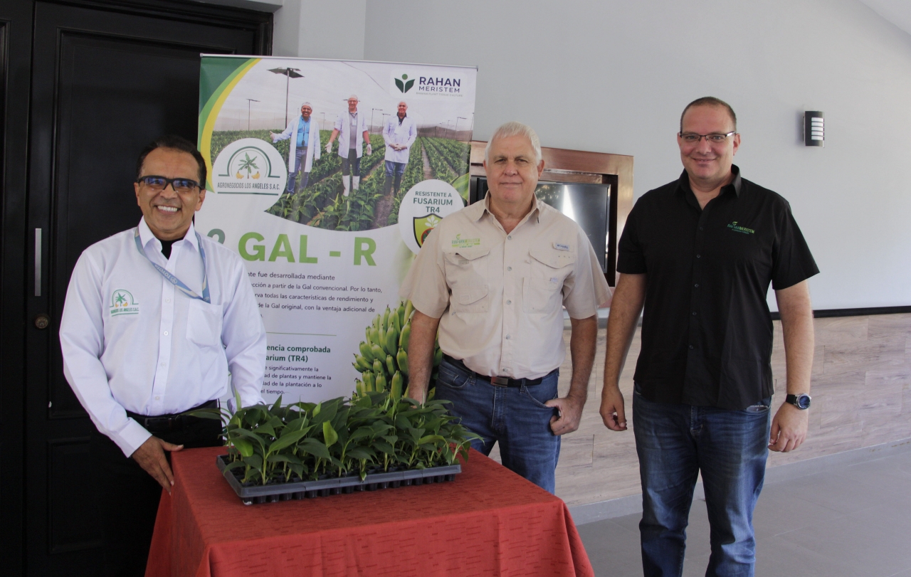 Hito agrícola en Piura: presentan primera variedad de banano Cavendish resistente al mortal Fusarium